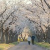 桜の下の散歩