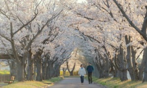 桜の下の散歩