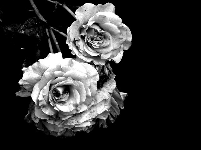 灰色のバラ